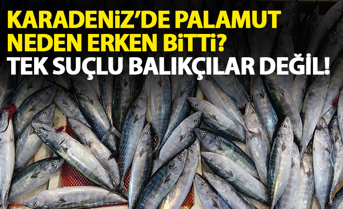 Karadeniz'de palamut neden erken bitti? Tek suçlu balıkçılar değil!