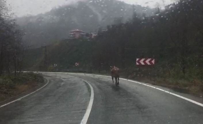 Rize'de inek firarda! Sahibine zor anlar yaşattı