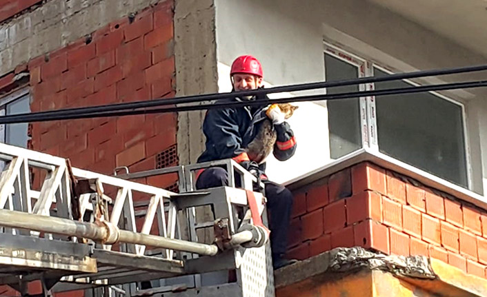 Ordu'da mahsur kalan kedi kurtarıldı