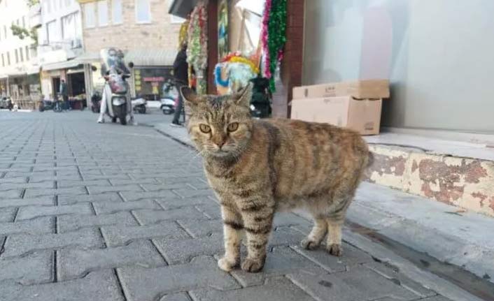 Satanist paniği! Kedi sayısı hızla azaldı