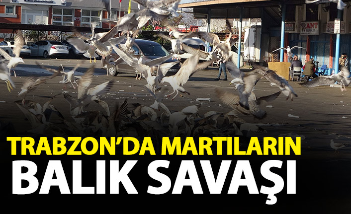 Martıların balık atığı savaşı