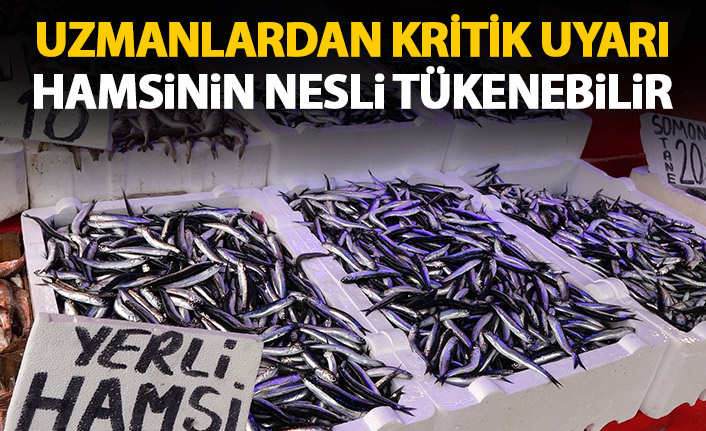 Hamsi nesli tükenebilir! Uzmanlardan kritik uyarı