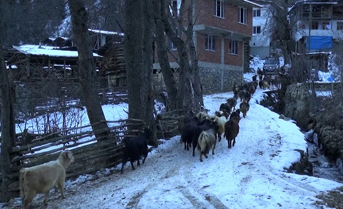 Artvin'de karla kaplı meralara 300 hayvanıyla çıkıyor, 3 çocuğunu okutuyor