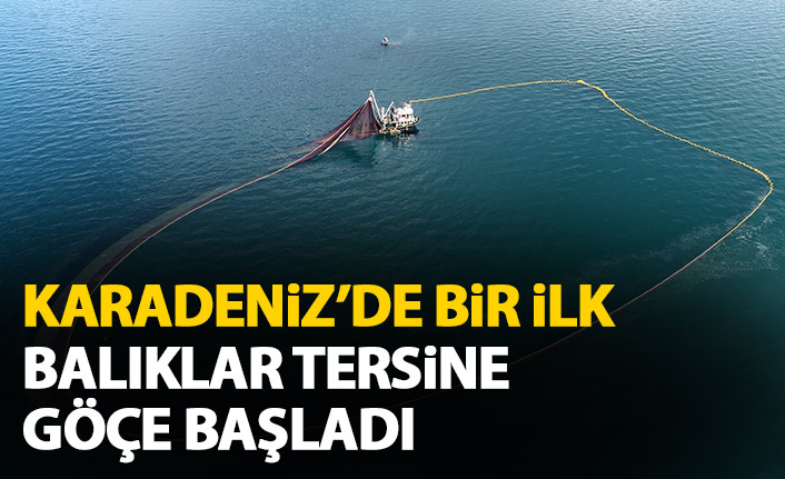 Karadeniz'de bir ilk; balıklar tersine göçe başladı