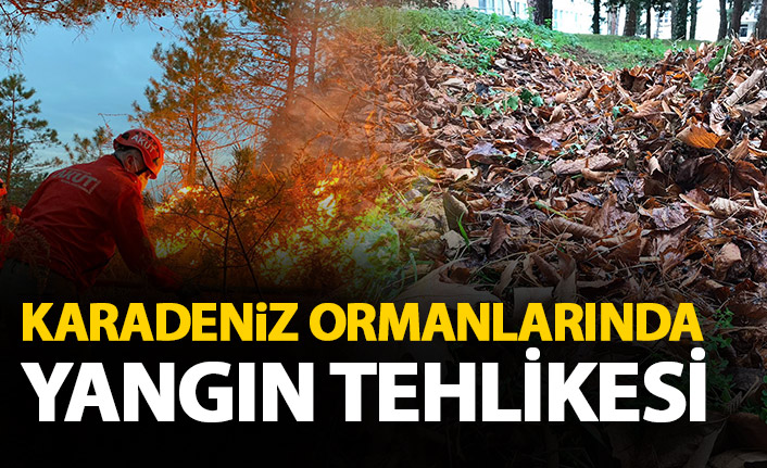 Doğu Karadeniz ormanlarında 'yangın' tehlikesi