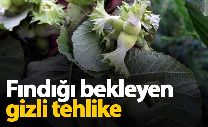 Fındığı bekleyen gizli tehlike