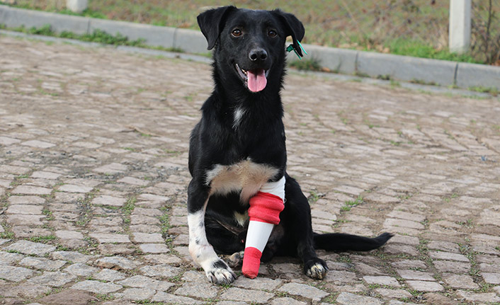 Protez bacak takılan köpek yeni sahibini bekliyor