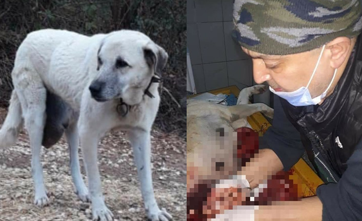 Ordu'da köpekten 3 kiloluk tümör çıkarıldı