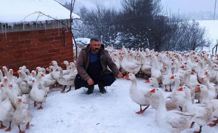 Ordu'da yaylalar kazlarla şenlendi