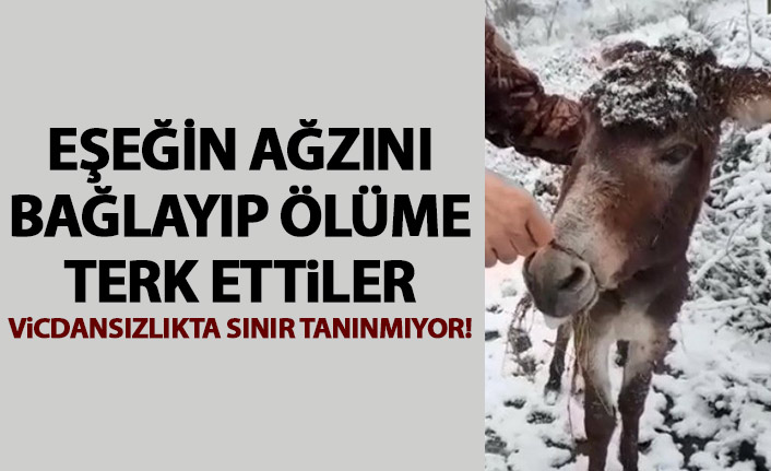 Eşeğin ağzını bağlayıp karda ölüme terkettiler