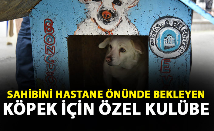 Sahibini hastane önünde bekleyen köpek için kulübe yaptılar