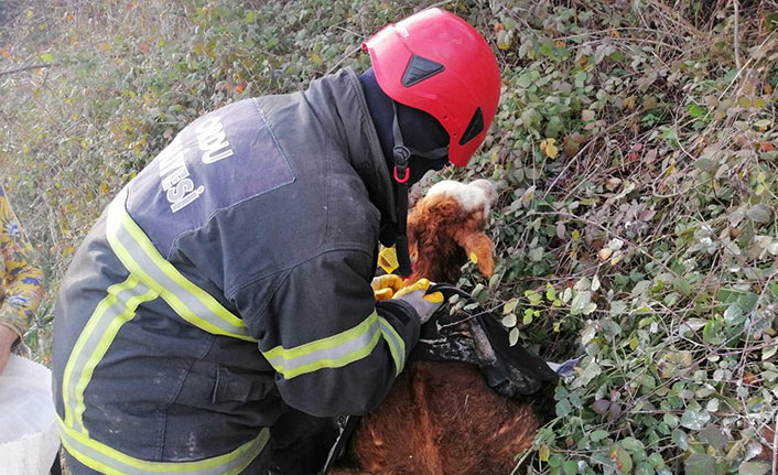 Ordu’da çamura saplanan buzağı operasyonu