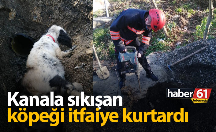 Trabzon'da kanalda sıkışan köpeğin yardımına itfaiye yetişti