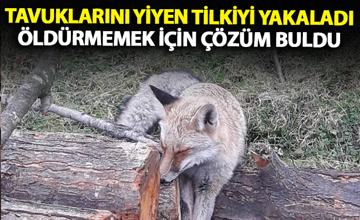 Tavuklarını yiyen tilkiyi yakalayıp teslim etti