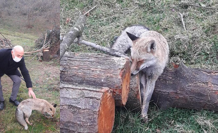 Giresun'da vatandaştan örnek davranış! Tavuklarını yiyen yaralı tilkiyi...