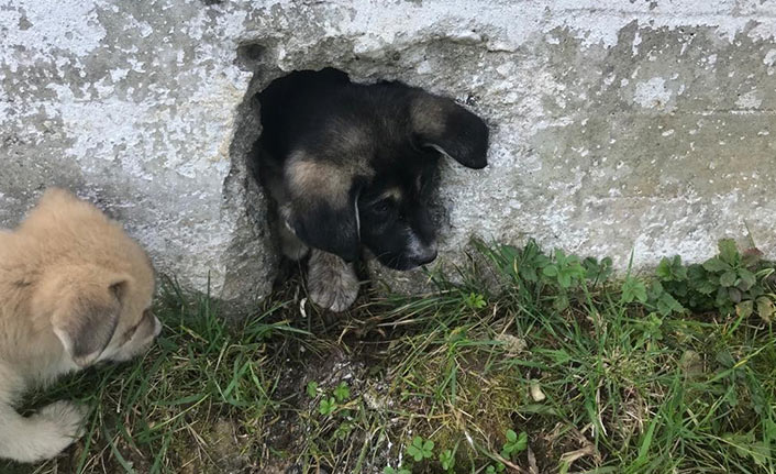 Ordu’da yavru köpek operasyonu