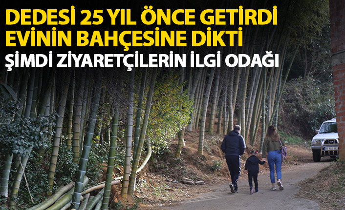 Evinin bahçesine diktiği bambu ilgi odağı oldu