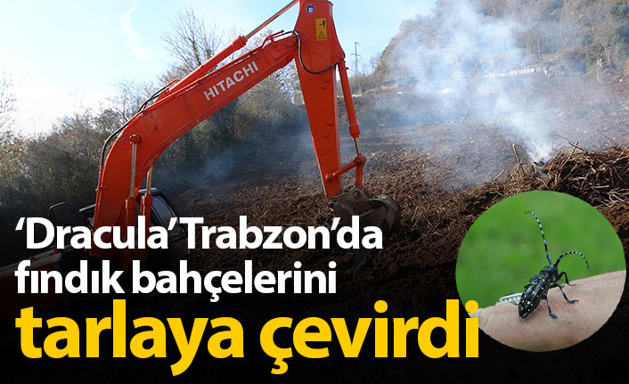 'Drakula' fındık bahçelerini tarlaya çevirdi