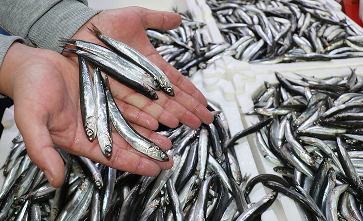 Karadeniz ısındı, balıkların boy ve göç yolları değişti