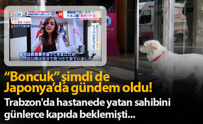 Trabzon'da hastane kapısında sahibini bekleyen köpek şimdi de Japonya gündeminde!