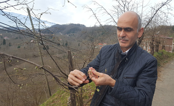 Hava sıcaklıkları fındığı olumsuz etkiledi