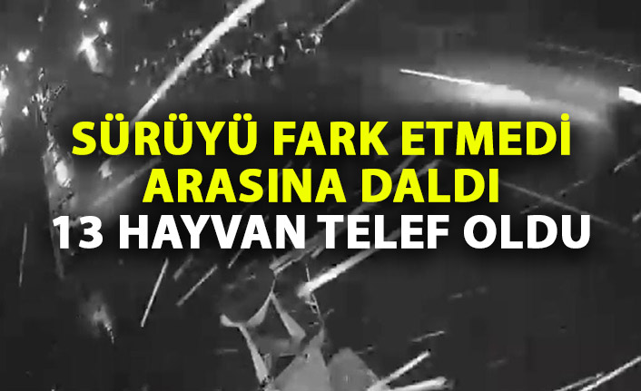 Sürüyü farketmeyip arasına daldı! 13 hayvan telef oldu