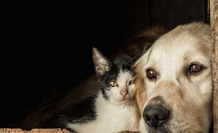 Kedi köpek sahipleri için yeni dönem başlıyor