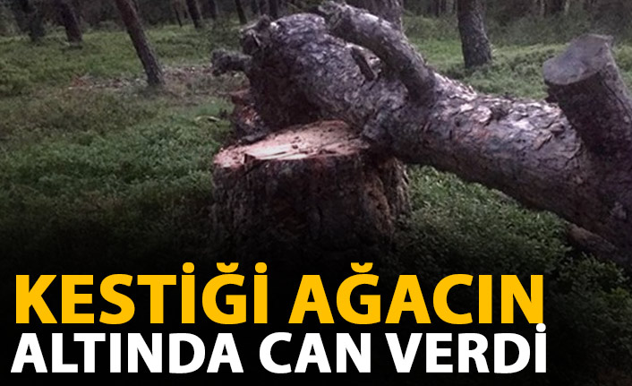 Kestiği ağacın altında can verdi