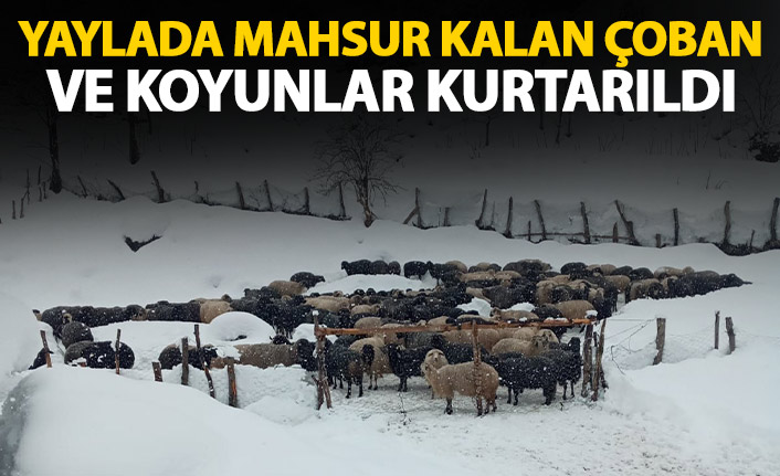 Yaylada mahsur kalan çoban ve sürüleri kurtarıldı