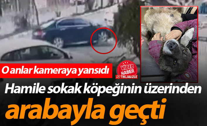 Hamile sokak köpeğinin üzerinden arabayla geçti