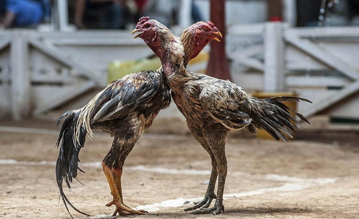 Giresun'da horoz dövüştürenler yakalandı