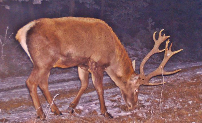 Yaban hayvanları fotokapana takıldı