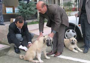 Arsin'de köpekler aşılandı