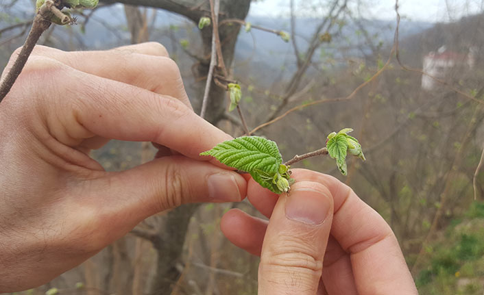 Fındık üreticisinin zirai don endişesi