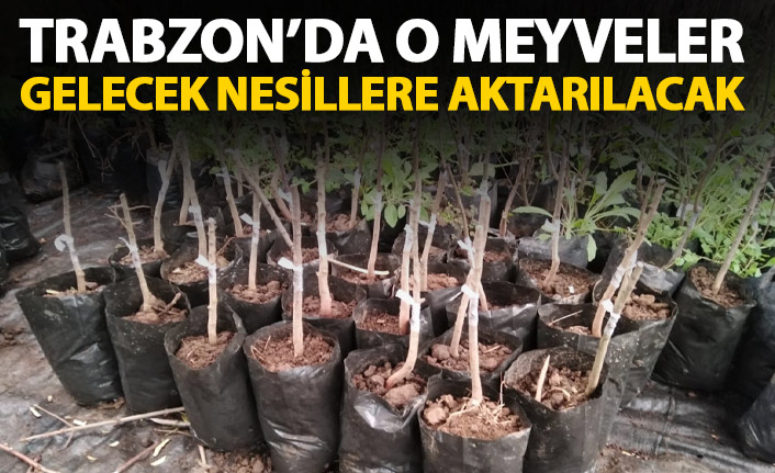 Trabzon'da o meyveler gelecek nesillere aktarılacak