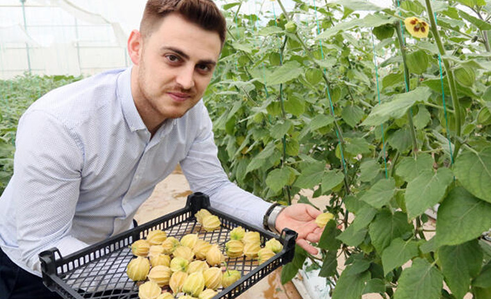 Altın çileğin 100 gramı 15 lira!