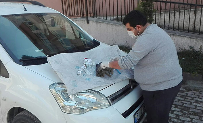 Ordu’da yüksekten düşen kedi, ilk yardıma rağmen telef oldu