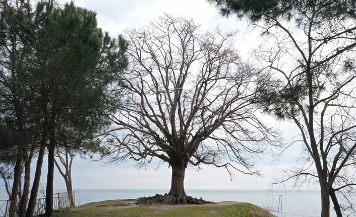 Zamana meydan okuyan "anıt ağaç"