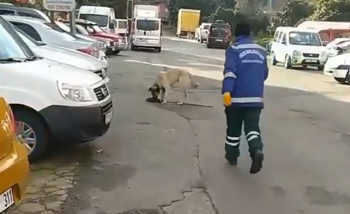 Süpürgesini köpeğe kaptıran çöpçü konuştu: Hayvan mutlu olsun diye bıraktım