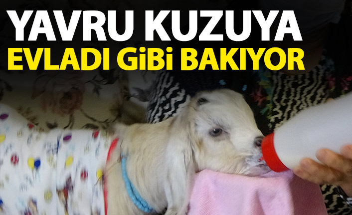 Hediye edilen keçiye evladı gibi bakıyor