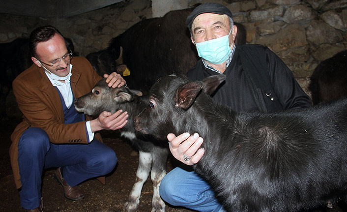 Giresun'da manda yetiştiriciliği yüz güldürüyor