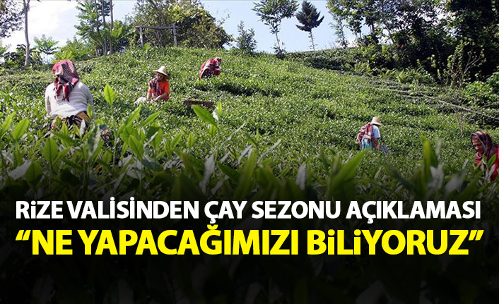 Rize Valisinden çay sezonu açıklaması: Ne yapacağımızı biliyoruz