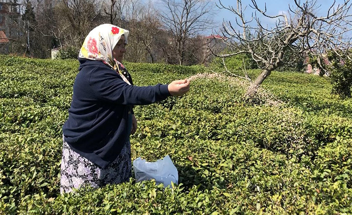 Rize'de çay bahçelerinde hasat hazırlığı