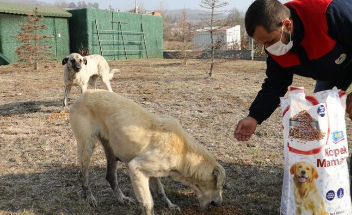 Sokak hayvanları kısıtlamada unutulmadı