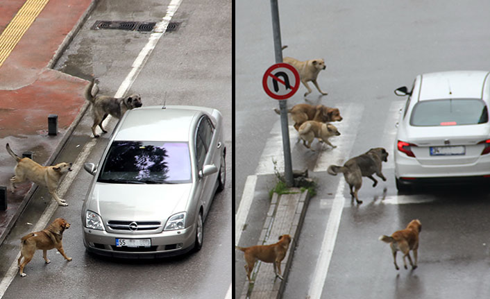 Aç kalan köpekler araçlara saldırdı