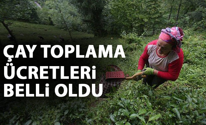 Çay toplama ücreti belli oldu