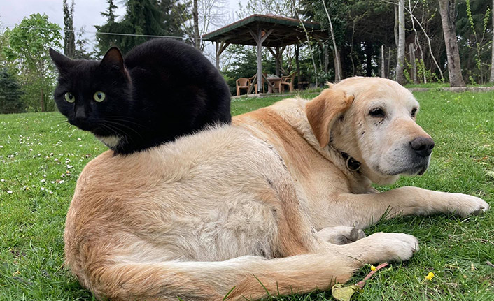 Kedi ile köpeğin samimi dostluğu