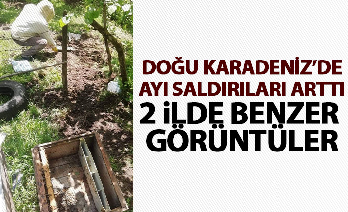 Doğu Karadeniz'de ayı saldırıları arttı