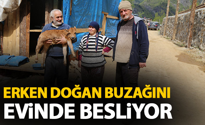 Erken doğan buzağıyı evlerinde besliyorlar