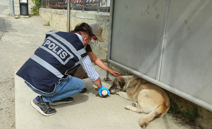 Artvin'de sokak hayvanlarına polis el uzattı